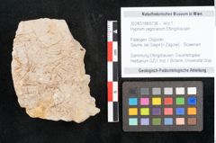 Foto (Objekt + Etikett) von Hypnum sagorianum Ettingshausen (NHMW-GEO-2024-0188-6738)